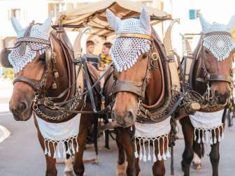 Wilchingen fall festival Three brown horses are harnessed to a carriage and wear white headgear.