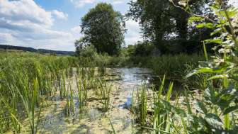 Hegi Biotope