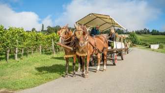 Horse-drawn carriage ride Two brown horses pull a carriage. Several people are sitting on the carriage. The carriage is decorated with flowers. The road along which the carriage is traveling leads through vineyards.