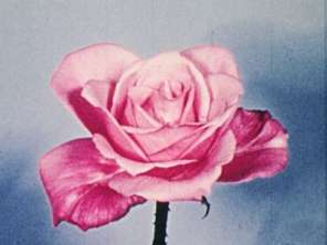 There is a pink rose on a bluish background.