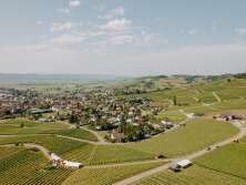 Wine village surrounded by vines. Marquees for the Räbhüüslifest are set up in the vineyards.