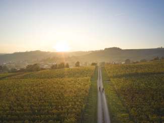 A golden vineyard landscape with two cyclists on the dirt road running through it.