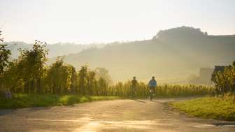 Two cyclists are riding through the vineyards in the golden evening light.