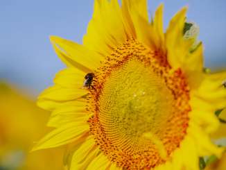 A bumblebee sits on a blooming sunflower.
