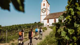 Four hikers walk through the vines in Hallau to the church St. Moritz. They are all carrying a rucksack.