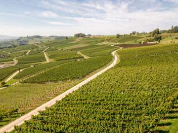 Vineyard Hallau in fall View from above of a long vineyard slope.
