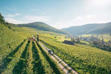 Two people are cycling along a country lane through the middle of the vines. One person is on an e-bike with a trailer. The other person is on a normal e-bike.
