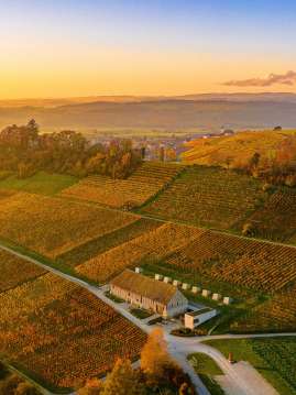 Osterfingen Bergtrotte in fall View of the Osterfingen Bergtrotte from above. It is surrounded by glowing orange vines.