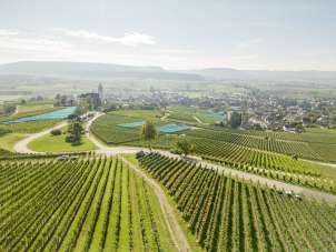 View from above of vines being harvested. There are yellow and orange plastic buckets in the vines. The church Hallau and the village can be seen in the background.