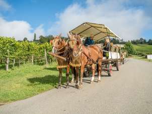 Two brown horses pull a carriage. Several people are sitting on the carriage. The carriage is decorated with flowers. The road along which the carriage is traveling leads through vineyards.