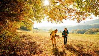 Two people are walking at the edge of the forest, collecting golden leaves from the autumn trees.