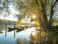 Rhine bank near Dörflingen with weidlings in the water. The sun shines through the leaves of the trees.