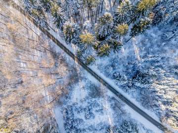 View from above of snow-covered fir trees and bare trees glistening in the sun.