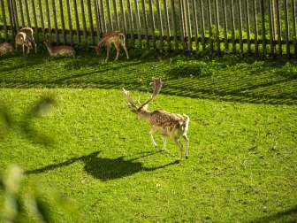 Stag and roe deer in the Munotgrbaen In the Munotgraben meadow, a stag is running and deer are standing and lying in the half-shade.