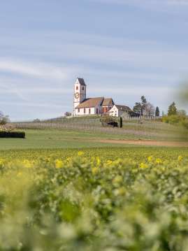 In the foreground, a field of blooming rapeseed with the church . Moritz in Hallau on a small hill.