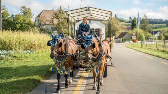 Horse-drawn carriage ride in the pleasure region