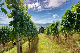 Vines in Stein am Rhein Vineyard slope with a vineyard cottage. In the background is a river and a hilly landscape.