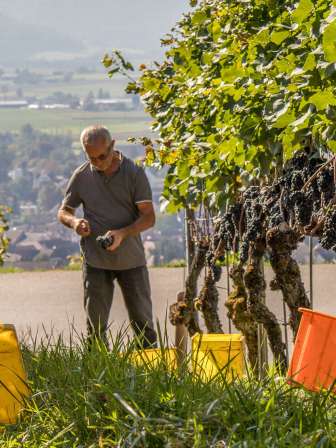 A man stands in the vines and harvests grapes. The harvested grapes are placed in yellow and orange plastic containers.