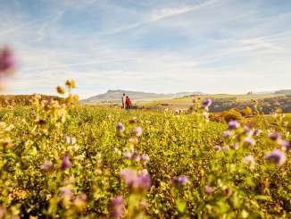 A couple of hikers are standing in a picturesque landscape. A field of flowers stretches out before them, and the hills of the Hegau region can be seen in the background.