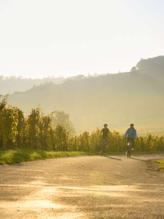 Two cyclists ride through the vines in the golden evening light.