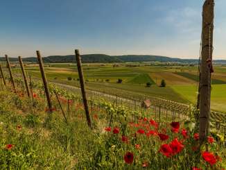 Reben und Felder bei Siblingen mit rotem blühendem Mohn im Vordergrund