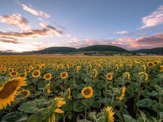 A huge field of blooming sunflowers. The sky is tinged with evening colors.