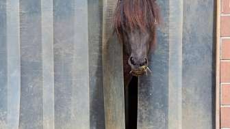 Icelandic horse farm Klettgaublick Icelandic horse farm Klettgaublick