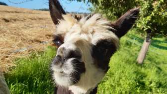 Alpaca Rütihof