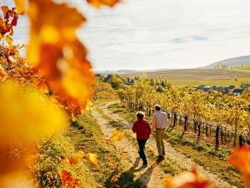 Two people are hiking through the autumn vineyards.