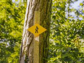 A yellow signpost on a wooden post stands in front of a tree in the forest.