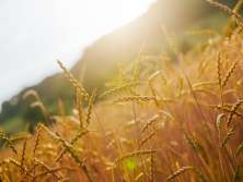 The sun shines into a wheat field and gives the wheat a golden glow.