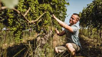 Bringolf Viticulture Bringolf Viticulture