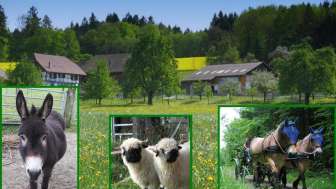 Horse and Donkey Farm Grünegg