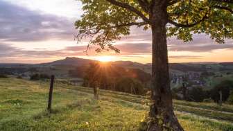 Aussicht von Opfertshofen mit Abendsonne. Im Vordergrund steht ein Baum.