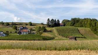 Sigrist Weinbau - Own vinification Sigrist Weinbau - Own vinification