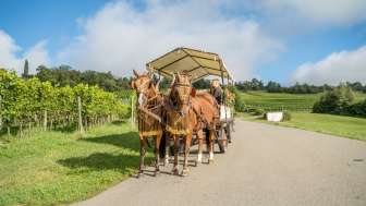 Wine and enjoyment in the Pinot Noir area