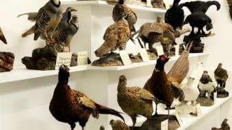 Stemmler Museum