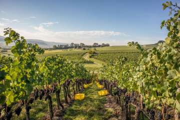 Along the vines are various yellow and orange plastic buckets for harvesting grapes.
