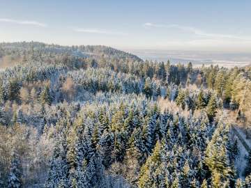 Blick von oben auf leicht verschneite Tannen und Wald.