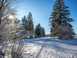 There is snow on a hiking trail, the path and in the trees. The sun shines through the branches.