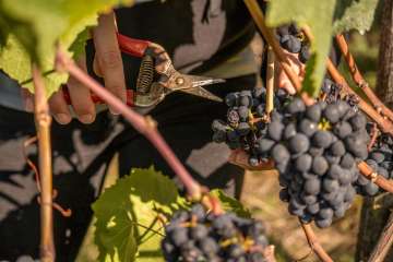 A hand with pruning shears cuts ripe grapes from the vine.