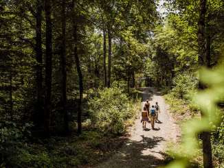 Four hikers are walking along a nature trail through the woods near Siblingen.