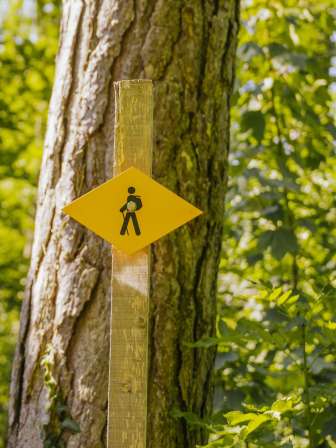 A yellow signpost on a wooden post stands in front of a tree in the forest.