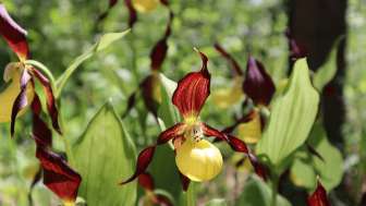 Tannbüel" nature reserve