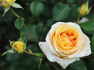 A yellow blooming rose.