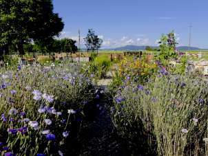 Flowers and herbs bloom in a large garden. Narrow paths wind through the flower beds.