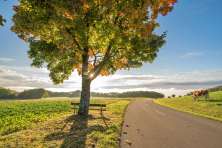 A road leads past a field on the left and past a pasture with cows on the right. There is a tree with a wooden bench in front of the field.