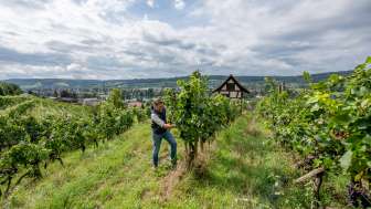 Guided tour From vine to glass Stein am Rhein