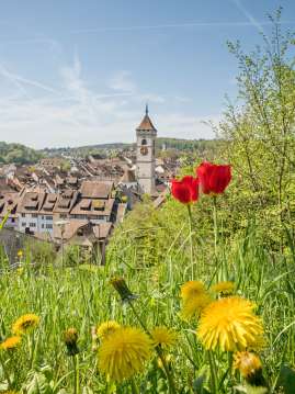 In the foreground, dandelions and red tulips are in bloom. In the background, you can see Schaffhausen’s old town.