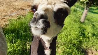 Alpaca Rütihof Alpaca Rütihof